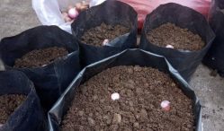 cara membuat bibit bawang merah
