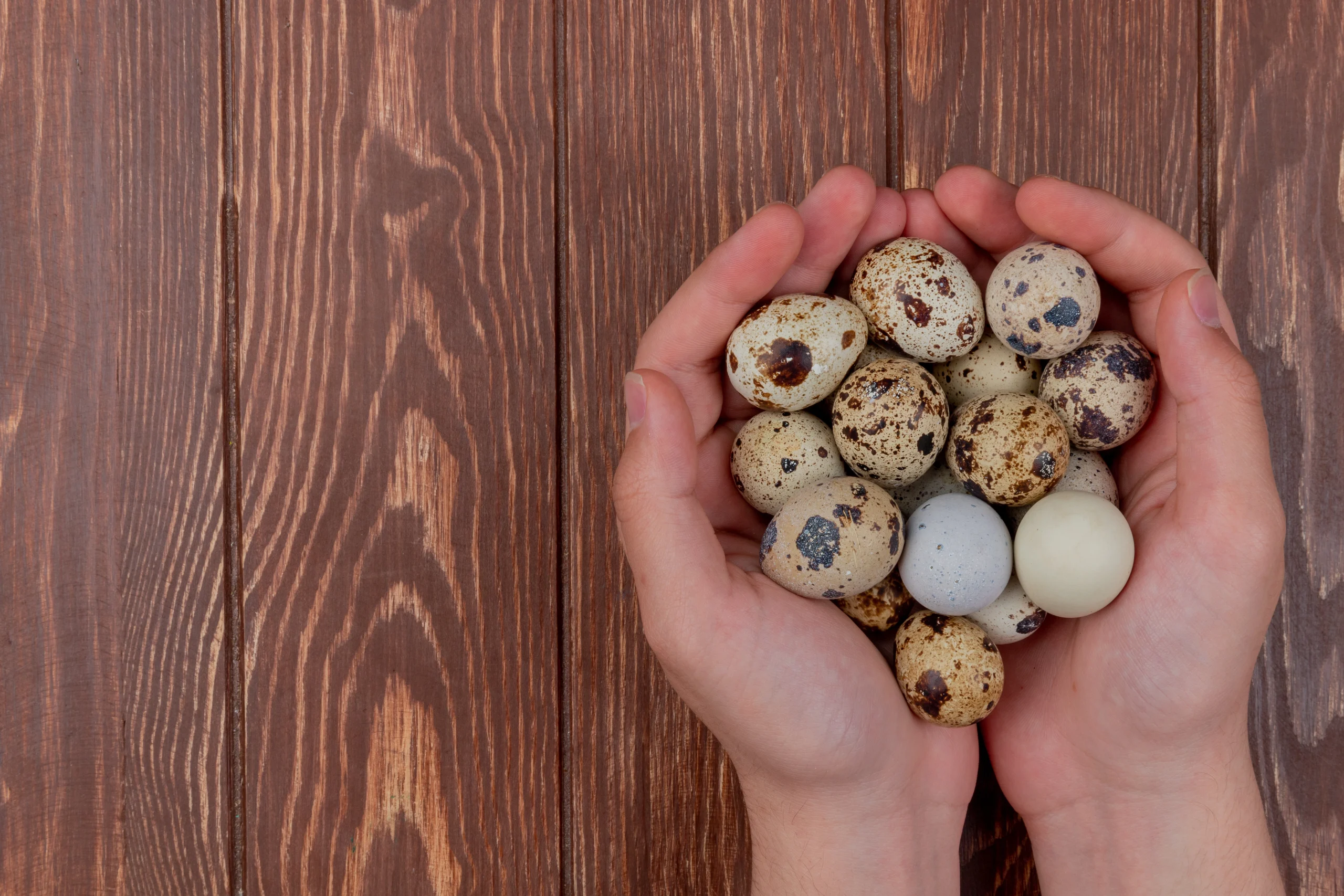 Cara menetaskan telur puyuh dengan mesin tetas