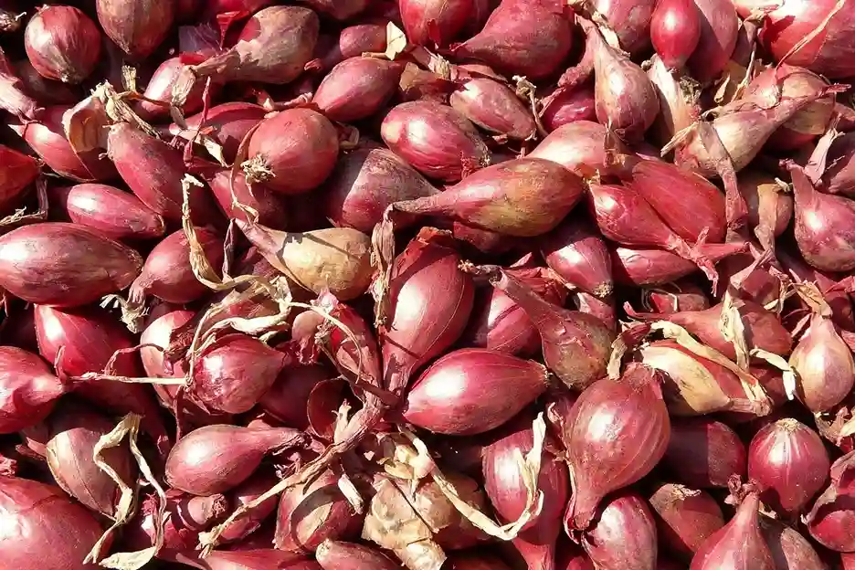 cara membuat bibit bawang merah