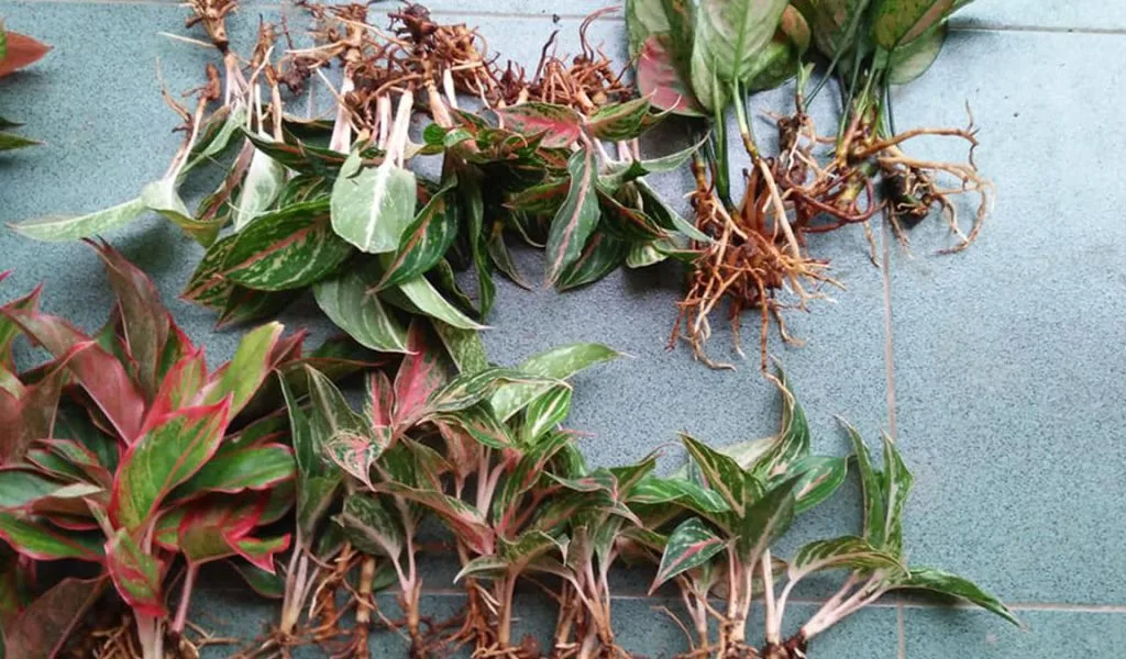 dracaena marginata tree Dracaena Marginata For Sale (Dragon Tree) With Care Guide main image 0