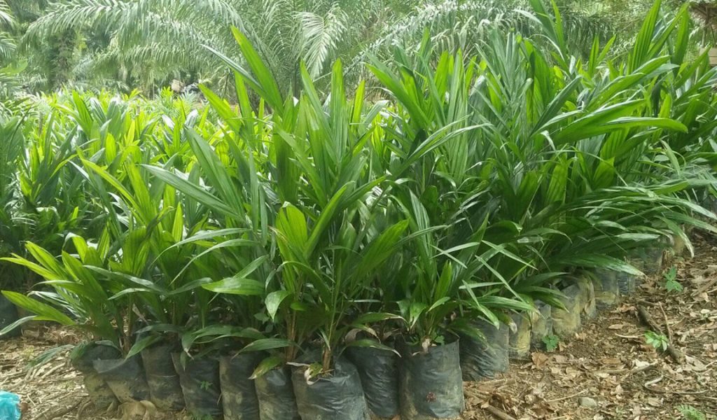 tumbuhan kelapa sawit