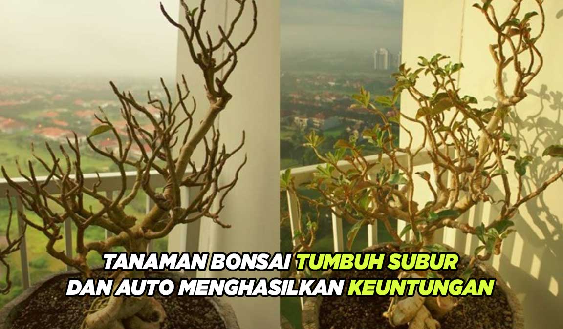 cara membuat tanaman bonsai