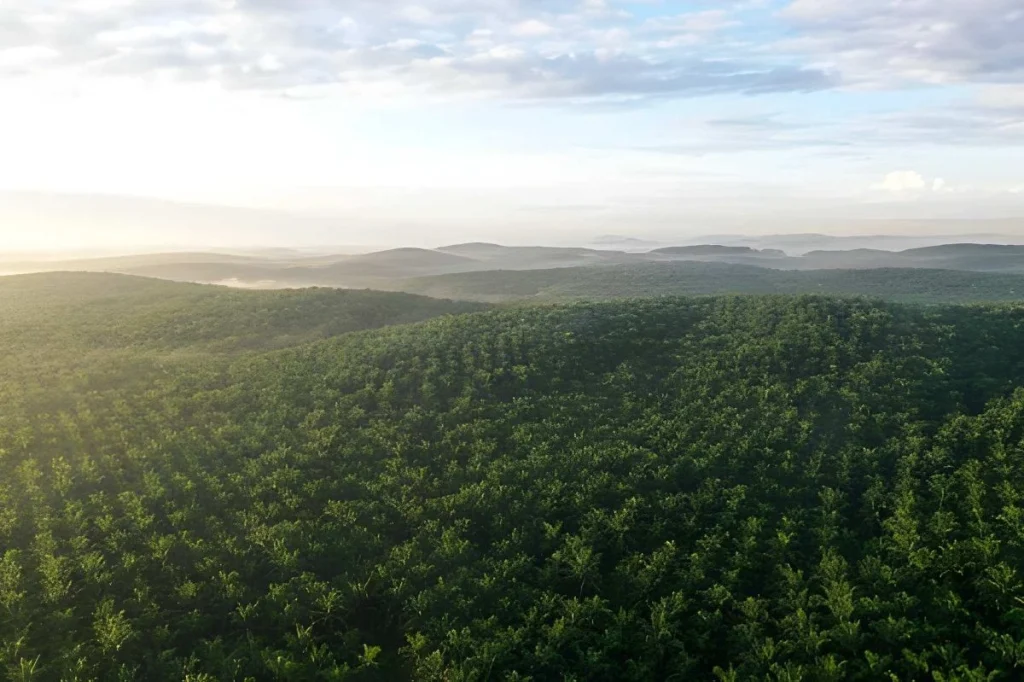 Pembibitan Kelapa Sawit