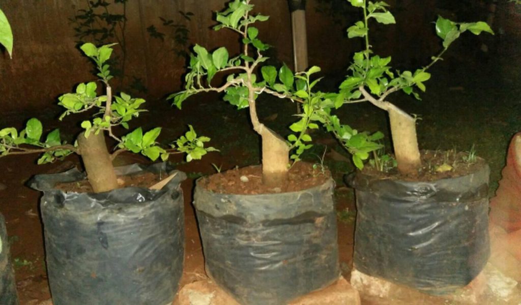 cara memilih bibit bonsai
