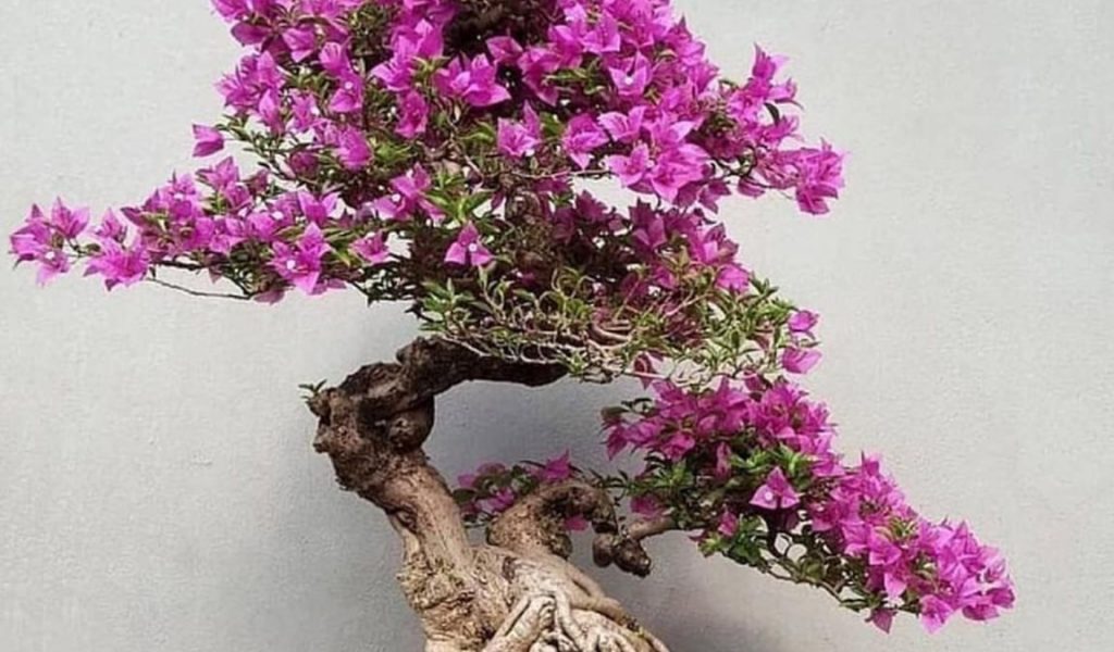 bonsai bugenvil