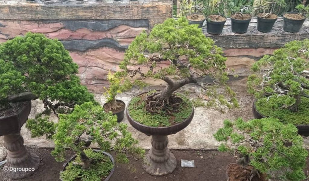 bonsai cemara