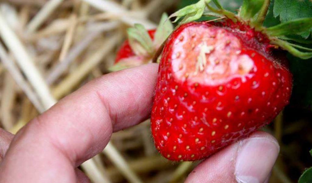 serangan hama dan penyakit pada strawberry