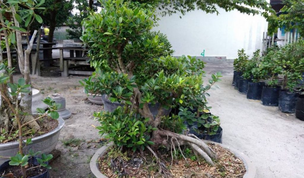 cara membuat tanaman bonsai
