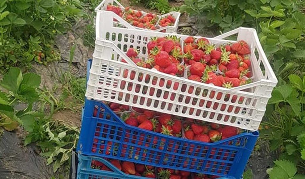 panen buah strawberry