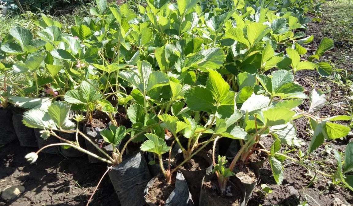 Cara Budidaya Strawberry Mudah Dan Menghasilkan Panen Berlimpah