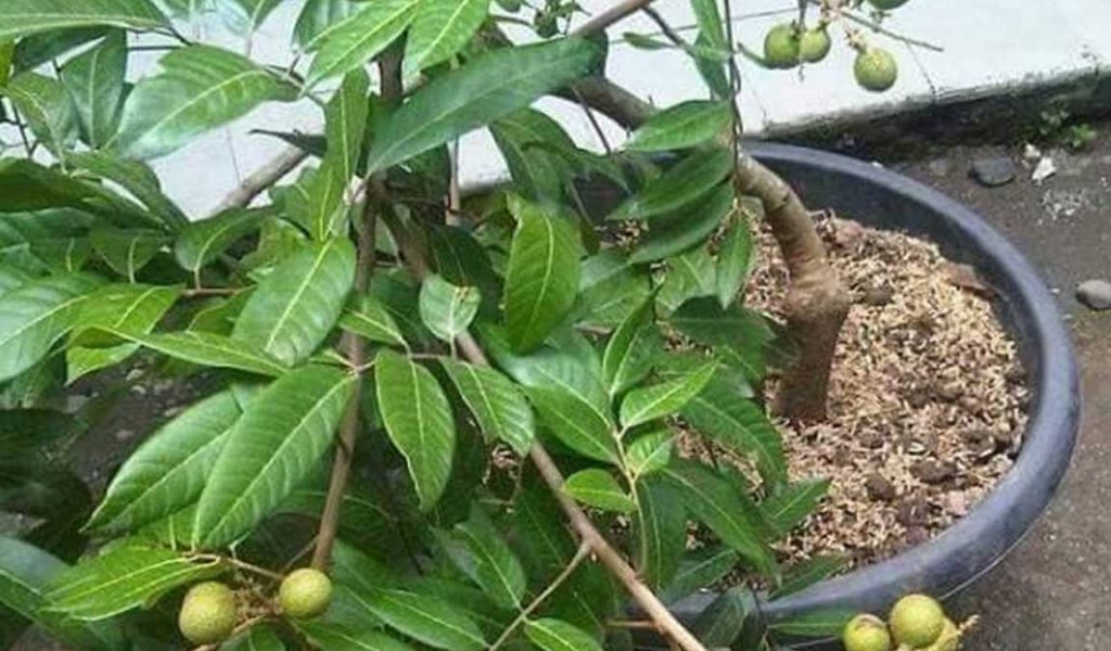 cara merawat pohon kelengkeng