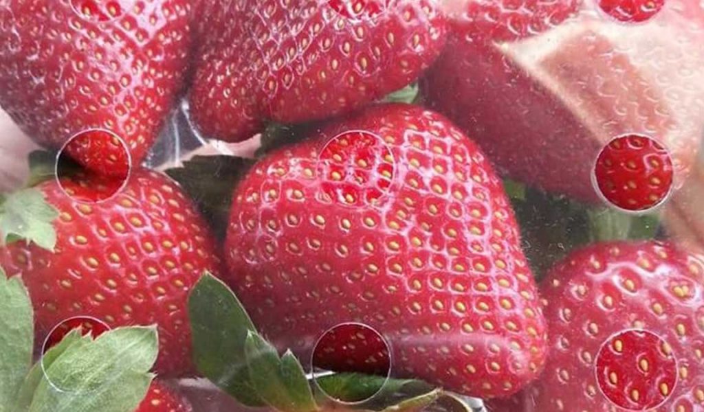 pengemasan strawberry