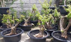 rangkaian pupuk bonsai anting putri