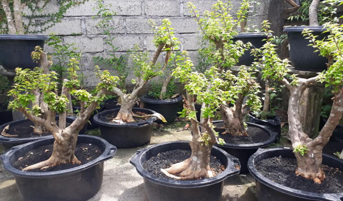 rangkaian pupuk bonsai anting putri