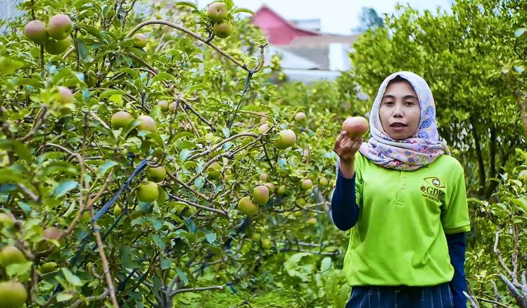 cara merawat tanaman apel