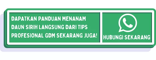 CTA menanam daun sirih 1