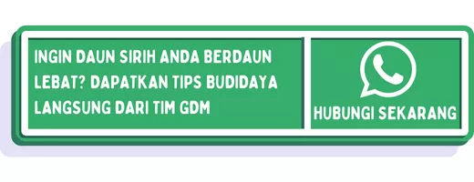 CTA menanam daun sirih 3