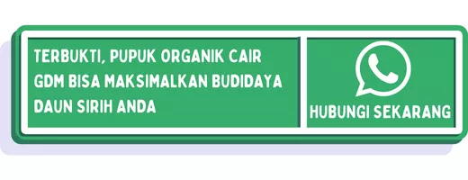 CTA menanam daun sirih 2