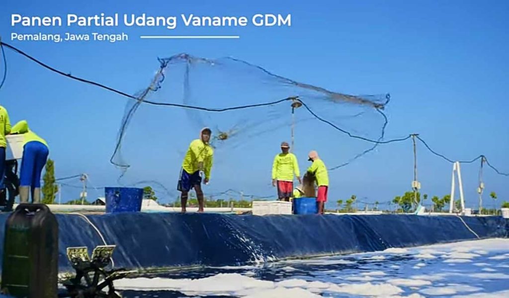 panen udang vaname