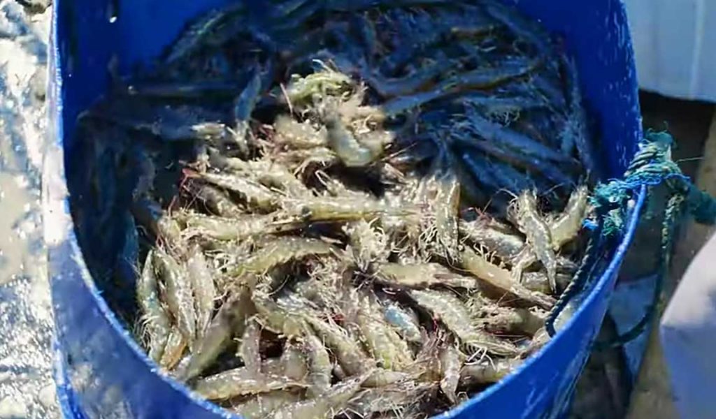 hasil panen udang vaname