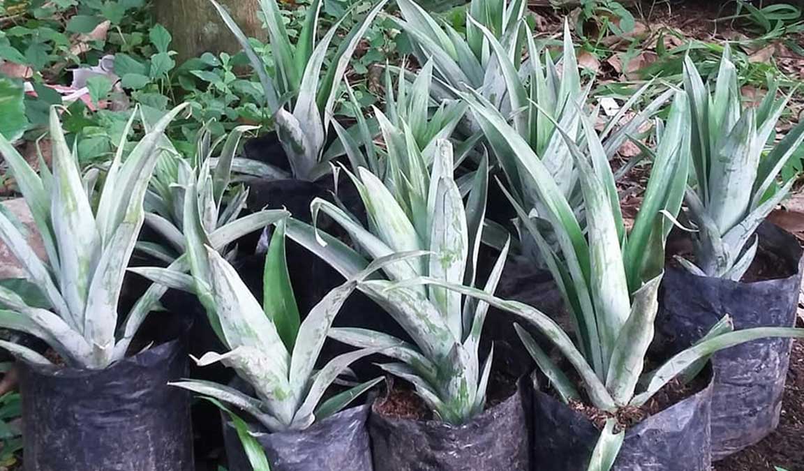 Cara Menanam Nanas Dalam Pot - Sangat Praktis & Mudah