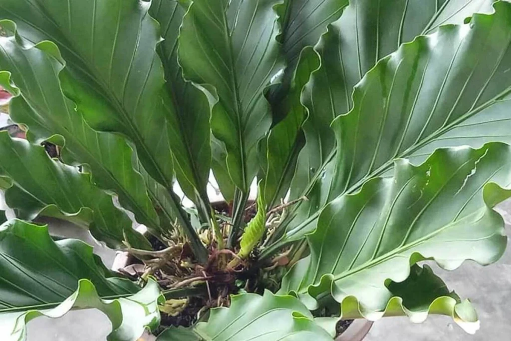 cara menanam anthurium