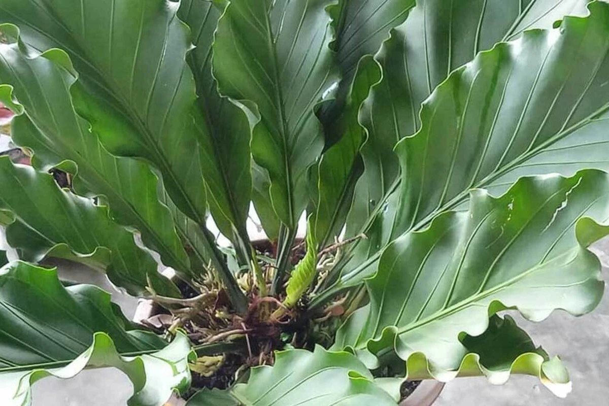 cara menanam anthurium