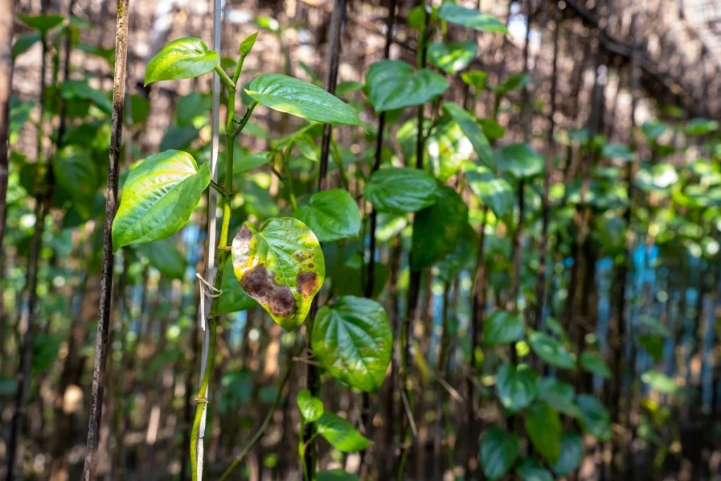 Contoh cara menanam daun sirih yang tidak benar