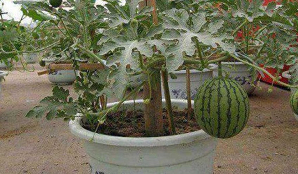 menanam semangka dalam pot