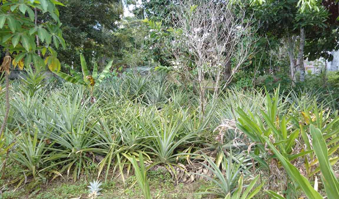 Budidaya Nanas Lengkap Agar Berbuah Besar, Lebat, & Manis