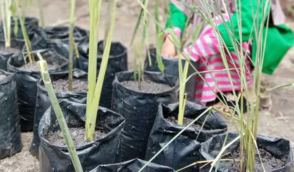 Cara Menanam Serai Dalam Pot Tumbuh Subur, Jadi Peluang Bisnis Kekinian