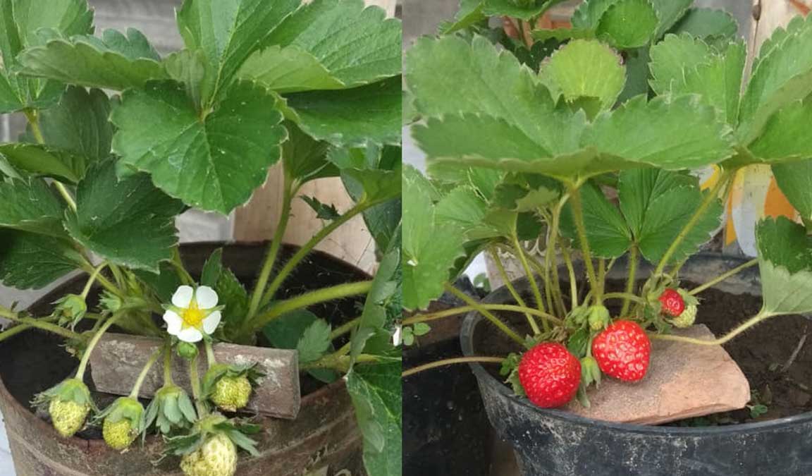cara menanam strawberry