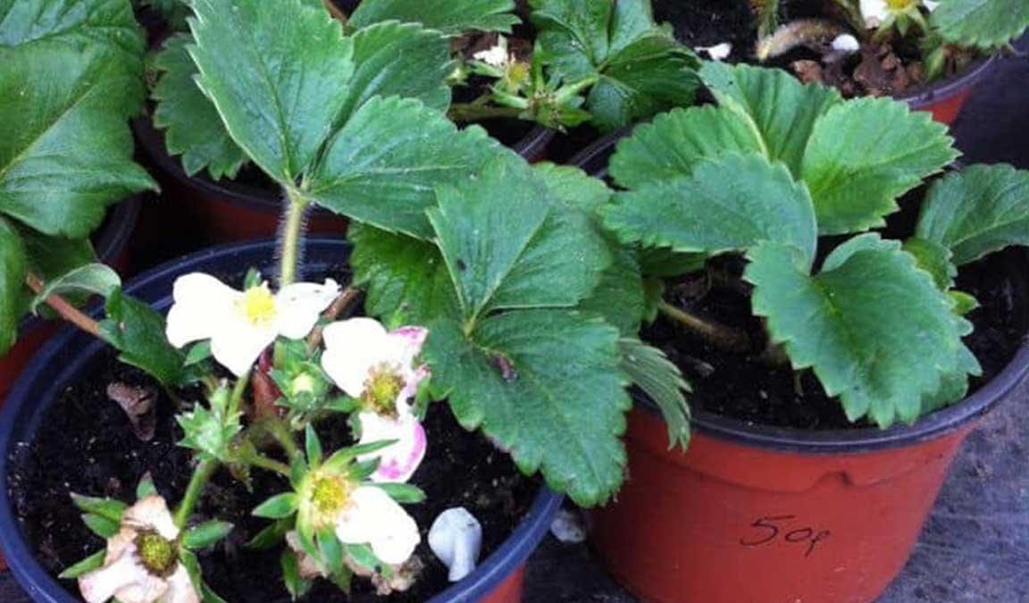 Cara Menanam Strawberry Untuk Pemula, Agar Cepat Berbuah