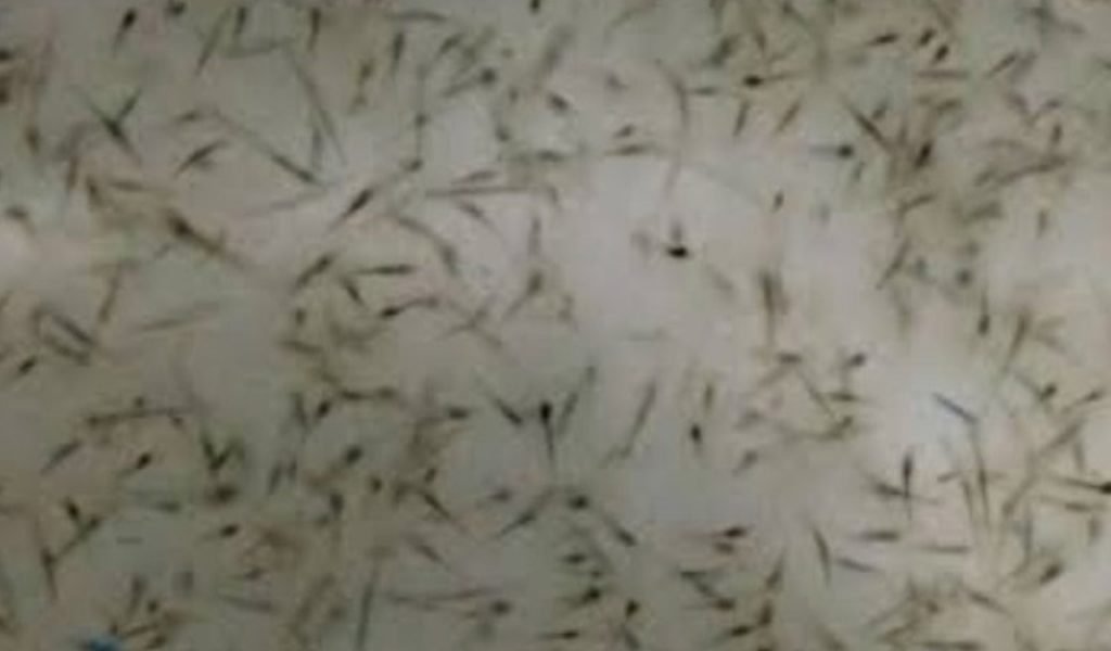pemilihan benur udang vaname