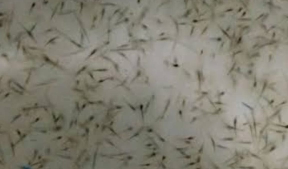 Cara Budidaya Udang Vaname, Terbukti Sekali Panen Bisa 5M!