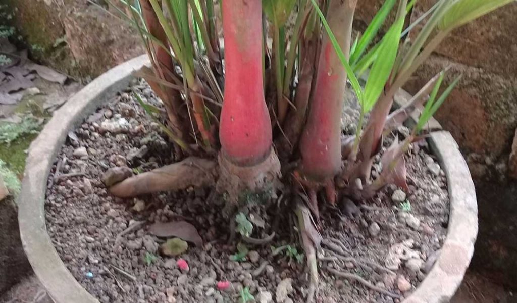 proses menanam palem merah di pot