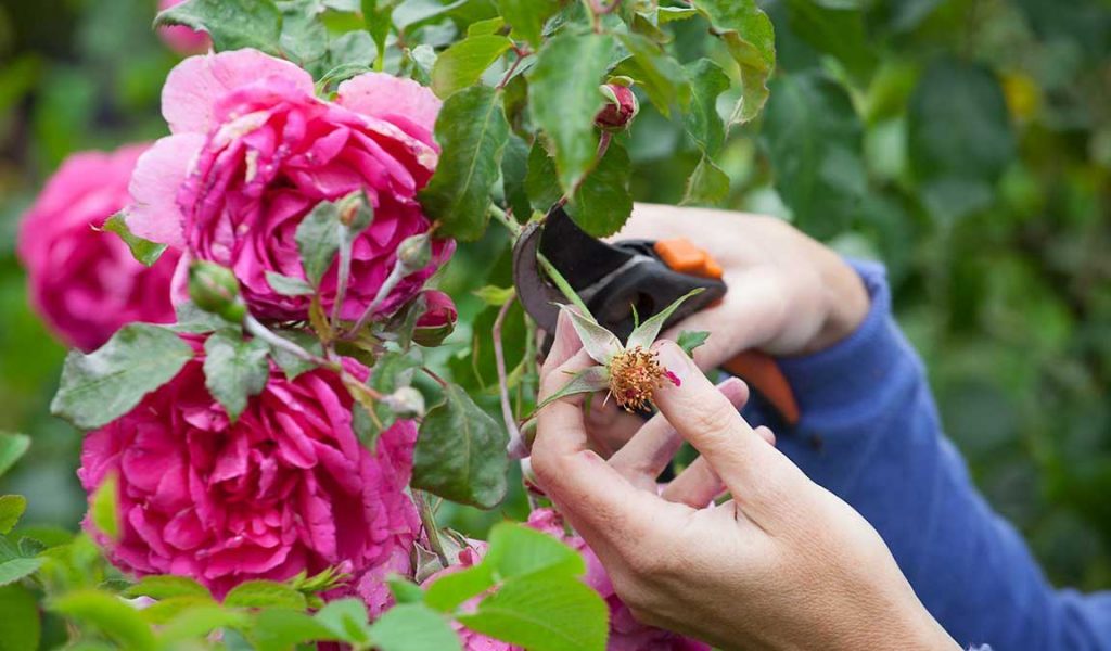 perawatan tanaman bunga mawar