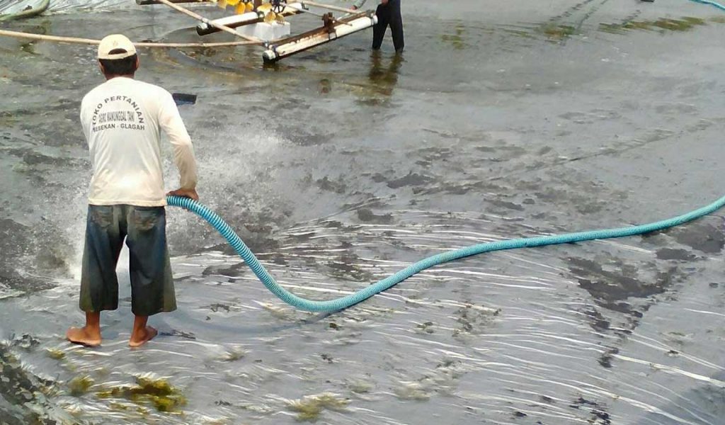 persiapan kolam tambak vaname
