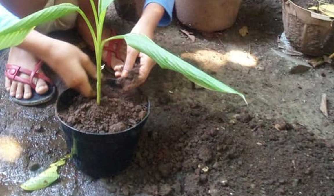 Cara Menanam Kunyit Di Pot Agar Cepat Tumbuh Dan Subur 7085