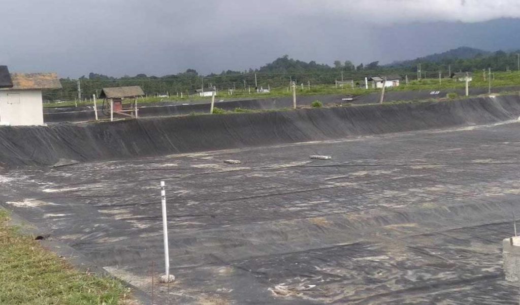 persiapan tambak udang vaname