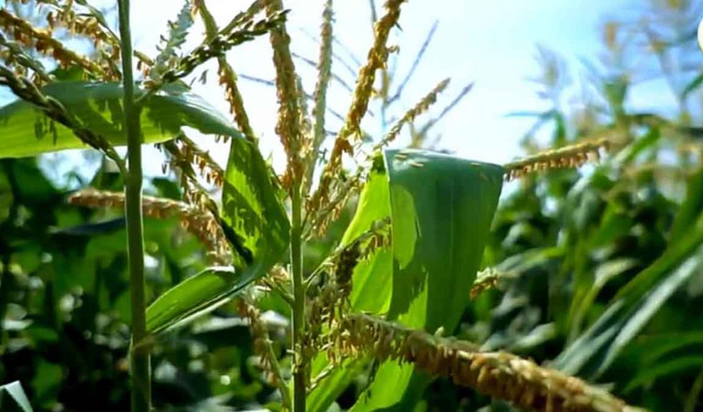 perawatan tanaman jagung manis