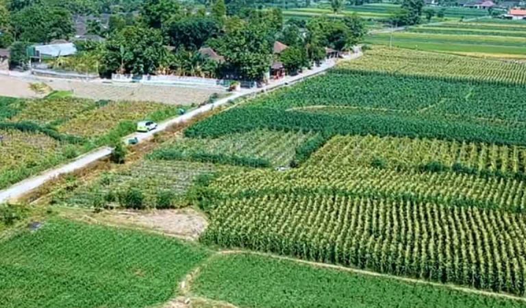 Cara Menanam Jagung Manis Agar Cepat Berbuah Besar Dan Lebat