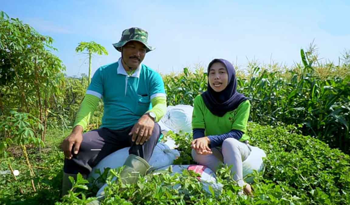 Cara Menanam Jagung Manis Agar Cepat Berbuah Besar Dan Lebat