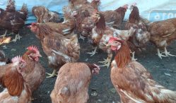 Cara Budidaya Ayam Petelur Secara Lengkap Dan Telah Terbukti