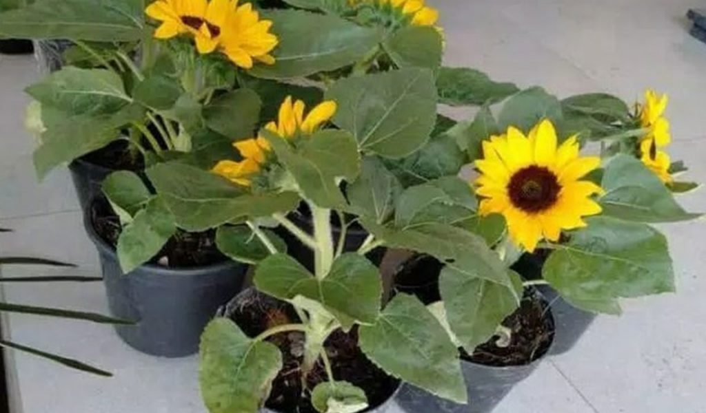menanam bunga matahari di pot