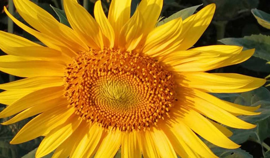 jenis bunga matahari
