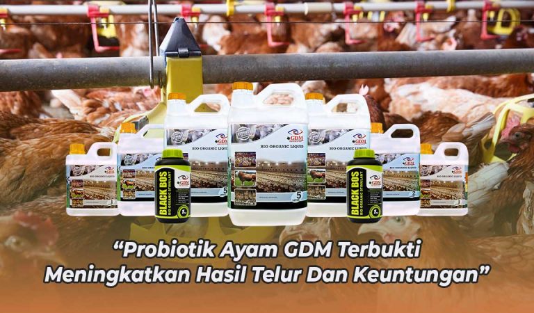 Cara Budidaya Ayam Petelur Secara Lengkap Dan Telah Terbukti