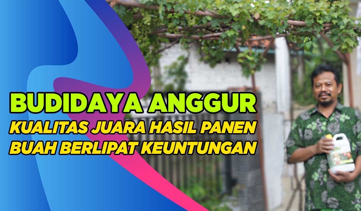 budidaya anggur