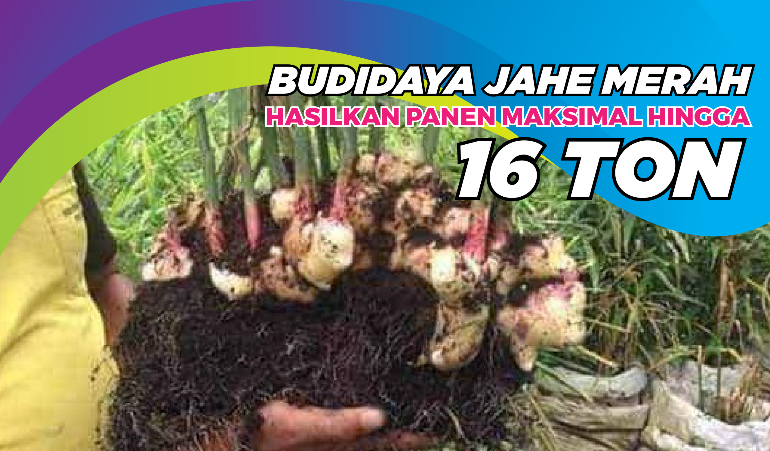 budidaya jahe merah