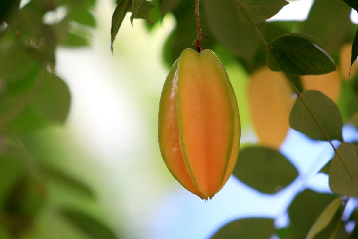 Cara Menanam Belimbing